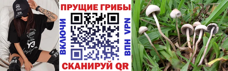 наркота  omg как зайти  Галлюциногенные грибы Psilocybe  Спас-Клепики 